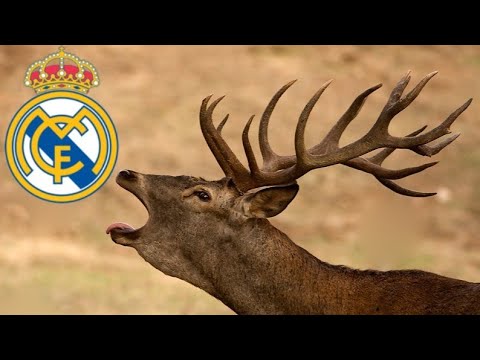 Todos los ciervos pa' la cueva