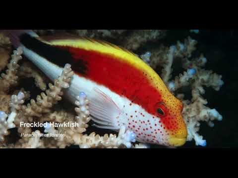 7 Hawkfish - scuba diving video