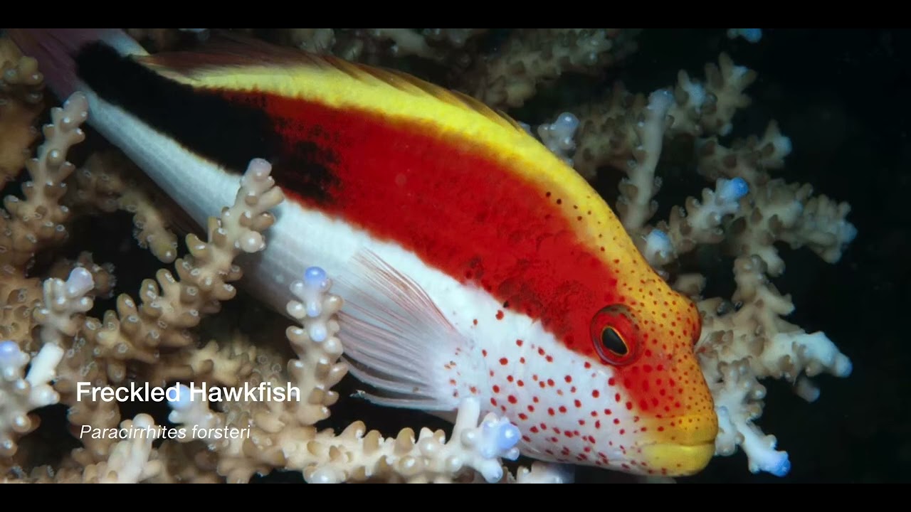 7 Hawkfish
