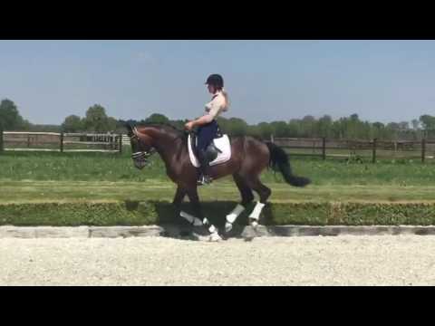 2014,stallion,164,Bordeaux.