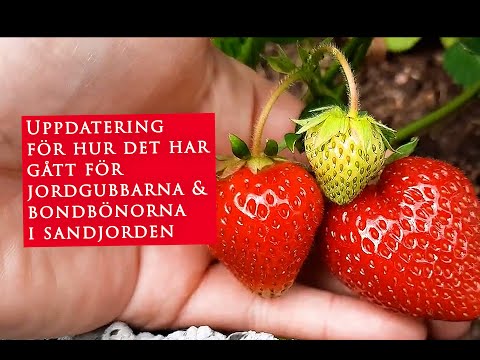 Odla Jordgubbar och bondbönor bredvid varandra i sandjord - Leva hållbart på villatomt