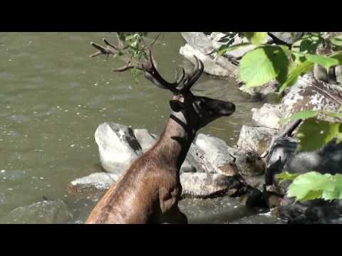 Cerb la scăldat în Parcul Național Defileul Jiului din cadrul Romsilva - Stag in Romania
