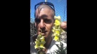 לוע הארי צהוב