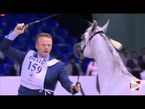 N.159 AL ARYAM SAMMAD - Dubai 2016 - Yearling Colts (Class 9 A)