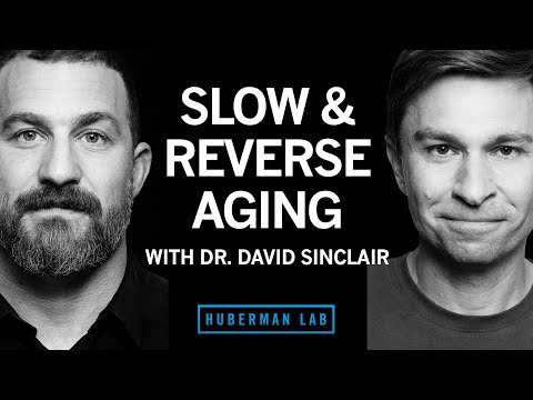 Dr. David Sinclair: The Biology of Slowing & Reversing Aging | Huberman Lab Podcast #52
