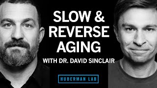 Dr. David Sinclair: The Biology of Slowing & Reversing Aging | Huberman Lab Podcast #52