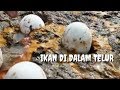 Menangkap Ikan Dengan Telur