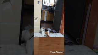 お久しぶりぽてこです#保護猫#ボール遊び#可愛い#癒し#動物