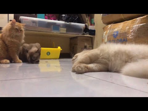 Female cat’s reaction after mating
