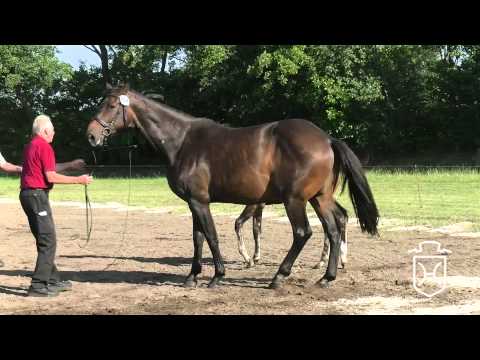 NF048 Hengstfohlen von Uriko   Contender   Coriano Apple Geräte HD Höchste Qualität