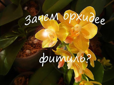 Всё про фитиль.  Орхидеи на фитиле.