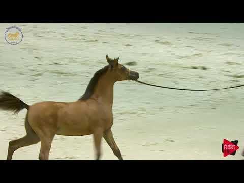 N 11 AJ SAMAI   Dubai 2019   Filly Foals