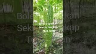 Download lagu peria mantap..boleh dapatkan mp3