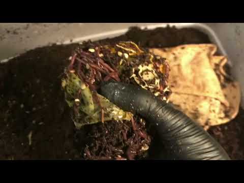 Experimental Worm Bins: Blended vs. Whole and Freezing Food