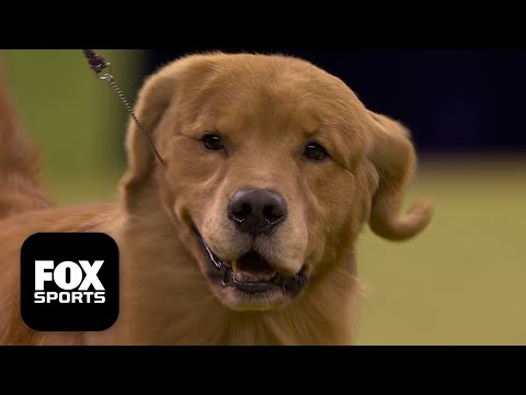 The Sporting Group 🐕 2026 Westminster Dog Show