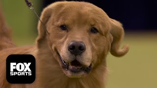The Sporting Group 🐕 2026 Westminster Dog Show gameplay video by alucas, 41:30 duration