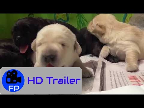 Pick of the Litter Trailer #1 {2018}
