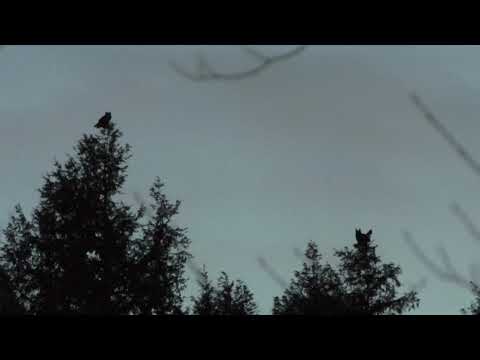 Great Horned Owl Duet