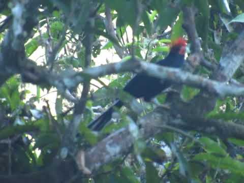 Bird in the wild: MALKOHA @ The College of Forestry and Natural Resources - UPLB / Mt. Makiling