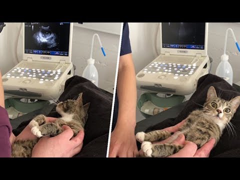 Cat Finds Out She's Pregnant — And Her Reaction is Priceless!