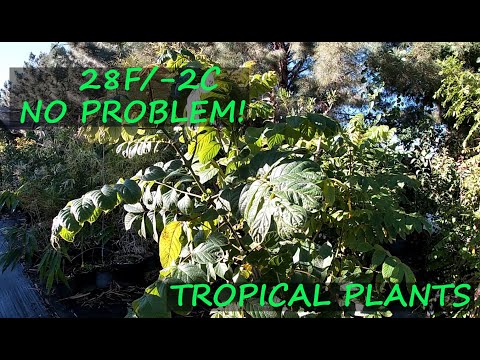 Tropical Trees Made It Through 28F (-2C) Without Any Damage!!