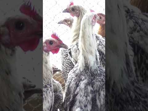 , title : 'Fayoumi Chicken Farming Business - Chicken Farm - #shortvideo #youtubeshorts #viralshorts'