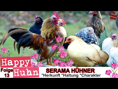 , title : 'E13 Serama Hühner im Rasseportrait - HAPPY HUHN, Ayam Serama - Zwerghühner Haltung, Eier, Brut Zucht'