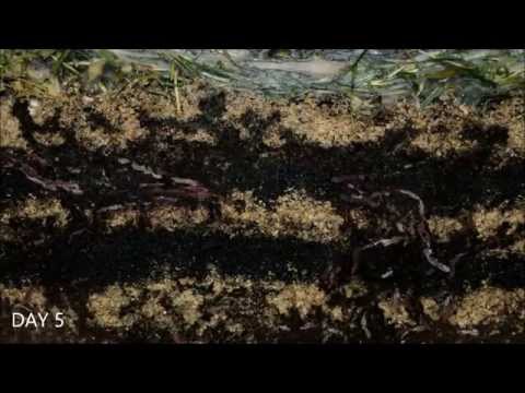 Worms At Work - 20 Days Time Lapse Of Vermicomposting