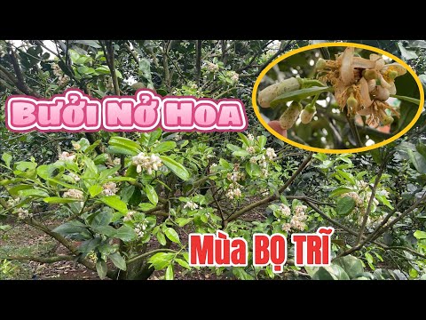 Bưởi NỞ HOA nên làm gì để đậu trái nhiều? Mùa BỌ TRĨ gây hại, phun gì mát hoa?