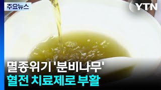 멸종위기 '분비나무', 혈전 치료제로 부활 / YTN