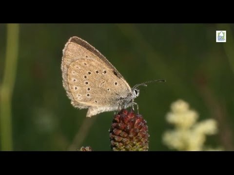Wiesenknopf - Ameisenbläuling und Hochwasserschutz