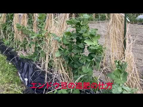 平らなエンドウ豆