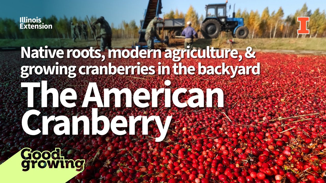 The Cranberry Story: Native Roots and Modern Agriculture | #Good Growing