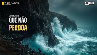IRLANDA SELVAGEM — Um Território Onde Apenas os Mais Resistentes Permanecem | Documentário Animal