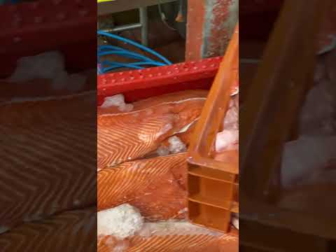 Calbuco Salmon Market @Vendi_235 #shorts #youtubeshorts #salmon