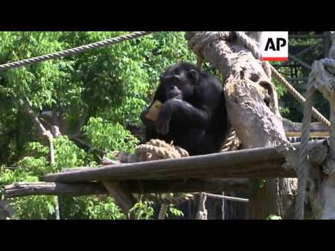 Ice treats for animals at zoo help combat blistering temperatures
