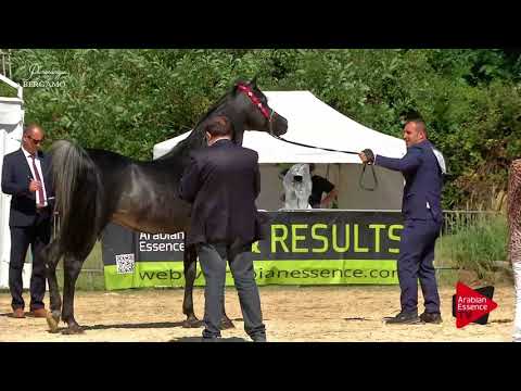 N.78 KZ MASH'HAAR - Bergamo 2017 - 8 Years Old and Older Stallions (Class 10)