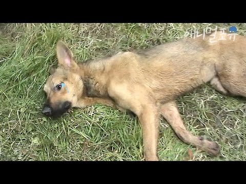 목숨을 건지기 위해 사육장을 필사적으로 탈출 했던 누렁이 ㅠㅠ l KBS 주주클럽 041002 방송