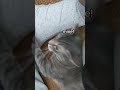 Grey Tabby Cat Like To Smell Weird Places Catvideos