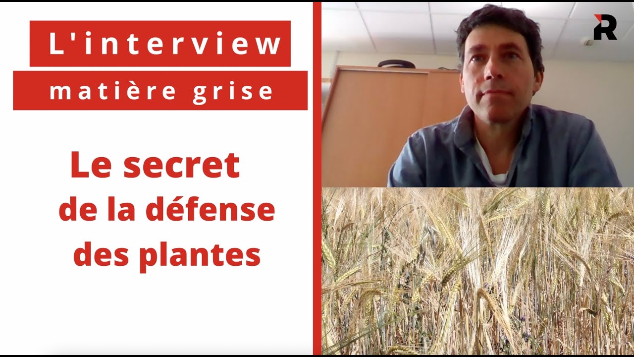 Le secret de la défense des plantes... Quand la recherche relance la question OGM