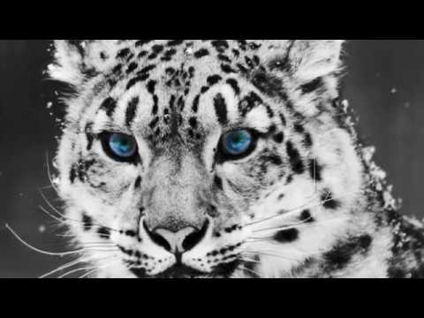 Endangered Animals (March 2014)