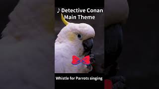 Download lagu Detective Conan Main Theme β Whistle Cover for Cockatiels mp3 Download lagu Detective Conan Main Theme β Whistle Cover for Cockatiels mp3