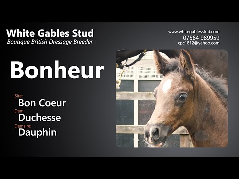 For Sale by White Gables Stud: Bonheur by Bon Coeur