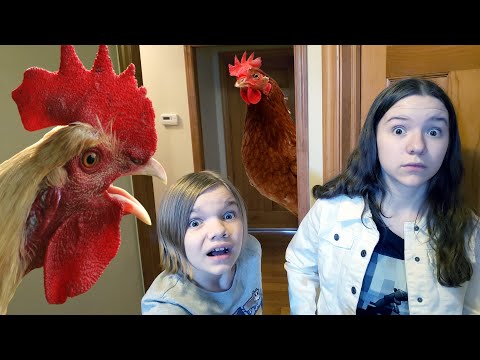 CHICKEN INVASION! Chased By A Chicken Marathon