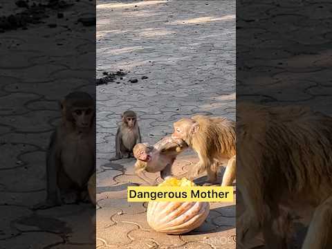 OMG! Wild Mother Monkey Attacked 🔥😱#shotrs #monkey #attack #monkeyvideo #bandar #mothermonkey