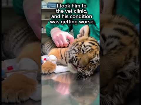 I saw a pack of wolves attacking a tiger cub