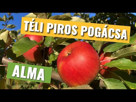 Téli piros pogácsa alma (Kolačara)