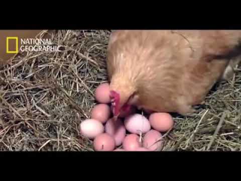 3D Animated Short: "Eggs Change" - by Hee Won Ahn in urdu mujhy kiun nikala