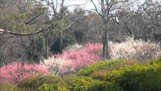 preview picture of video 'CHERRY BLOSSOM AT KOMUROYAMA PARK ITO, JAPAN - MAR  28, 2012'