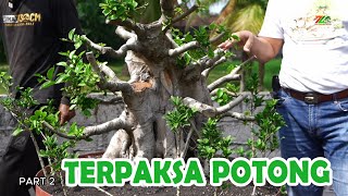 Download lagu BAHAYA KUTU PUTIH DAN CARA MENGATASINYA mp3